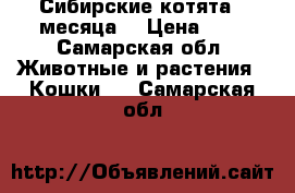 Сибирские котята 3 месяца. › Цена ­ 1 - Самарская обл. Животные и растения » Кошки   . Самарская обл.